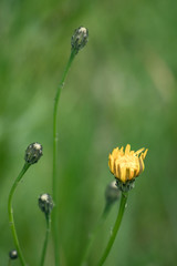 tiny yellow flower with creamy green background