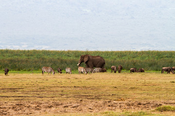 Fototapeta premium Ngorongoro Conservation Area Landscape and Wildlife