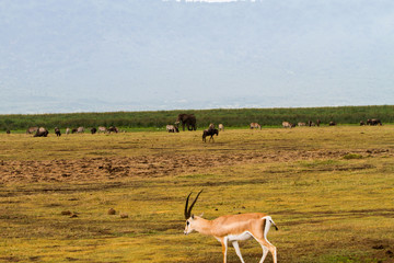 Fototapeta premium Ngorongoro Conservation Area Landscape and Wildlife