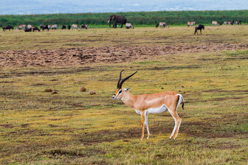 Ngorongoro Conservation Area Landscape and Wildlife