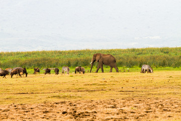 Fototapeta na wymiar Ngorongoro Conservation Area Landscape and Wildlife