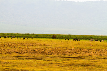 Zebra species of African equids (horse family) with unique patterns in Ngorongoro Conservation Area (NCA) World Heritage Site in the Crater Highlands, Tanzania.