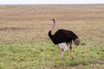 Common ostrich (Struthio camelus) large flightless birds native to Africa, genus Struthio, ratite family in Ngorongoro Conservation Area (NCA) World Heritage Site in the Crater Highlands, Tanzania