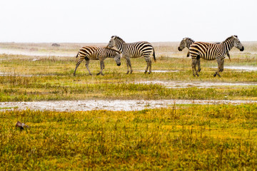 Fototapeta premium Zebra species of African equids (horse family) with unique patterns in Ngorongoro Conservation Area (NCA) World Heritage Site in the Crater Highlands, Tanzania.
