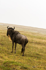 Blue wildebeest (Connochaetes taurinus), common, white-bearded wildebeest or brindled gnu, large antelope in Ngorongoro Conservation Area (NCA), Crater Highlands, Tanzania