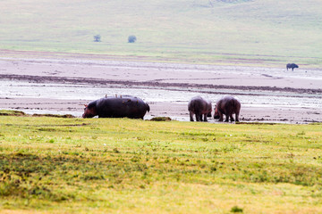 Ngorongoro Conservation Area Landscape and Wildlife