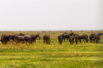 Fototapeta premium Field with zebras and blue wildebeest