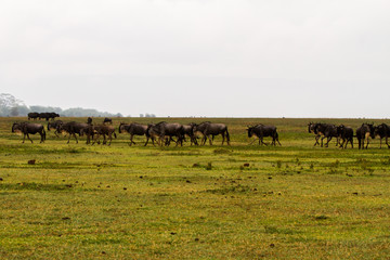 Field with zebras and blue wildebeest