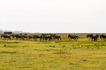 Field with zebras and blue wildebeest