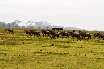 Obraz premium Field with zebras and blue wildebeest