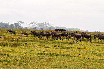 Field with zebras and blue wildebeest
