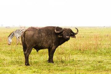 Syncerus caffer caffer or the Cape buffalo and zebras in Ngorongoro Conservation Area (NCA) World Heritage Site in the Crater Highlands, Tanzania