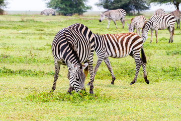 Fototapeta na wymiar Zebra species of African equids (horse family) united by their distinctive black and white striped coats in Ngorongoro Conservation Area (NCA), Crater Highlands, Tanzania