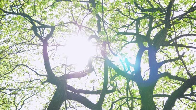 Mable tree leaf with sunlight