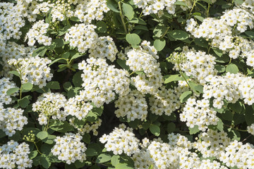 Closeup of a Spirea Bush in a Garden