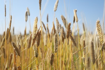 Fototapeta premium The scenery of barley fields in spring