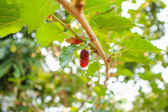 Fresh red mulberry fruits on tree branch
