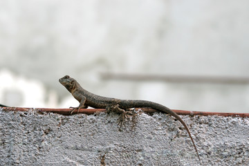 Lizard on the wall