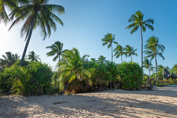 Fototapeta na wymiar Coconut in the sand by the coconut tree
