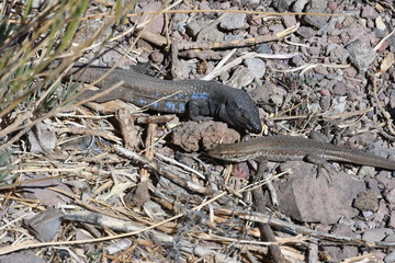 LAGARTO