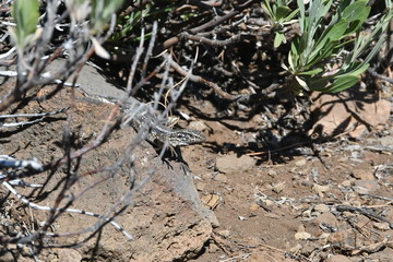 LAGARTO