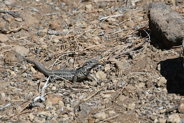 LAGARTO