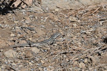 LAGARTO