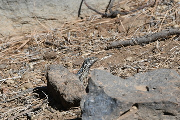 LAGARTO