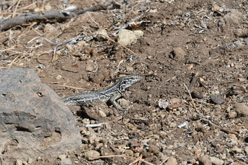LAGARTO