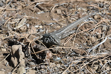LAGARTO