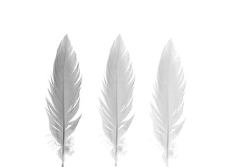 Feathers of three