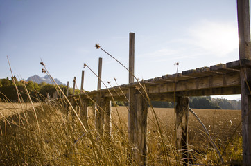 Fototapeta premium Puente juncos