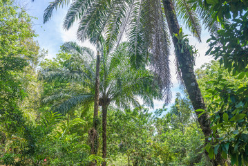 Naklejka premium Beautiful nature in Brazil near Itacare city