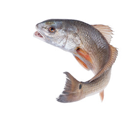 Red Drum (Sciaenops ocellatus). Escaping fish. Isolated on white background - obrazy, fototapety, plakaty