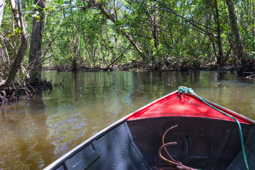 Fototapeta premium Canoe crossing a mangrove canal under trees