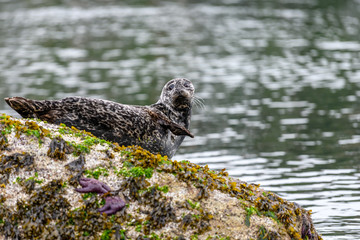 Harbor (or harbour) seal (Phoca vitulina), also known as the common seal, lying on a rock with some purple sea star, at Whytecliff Park, British Columbia, Canada