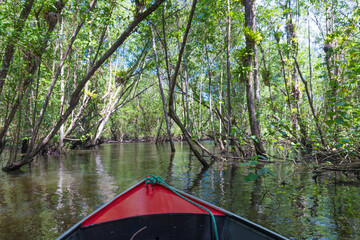 Canoe crossing a mangrove canal under trees
