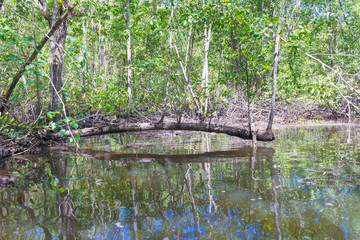 Fallen tree trunk inside mangroves in nature