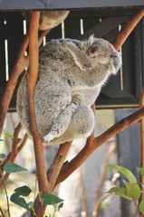 Koala Cuddle