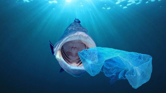 Plastic pollution contaminates seafood in ocean. Fish eats plastic bag 