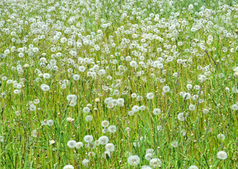 Fototapeta premium meadow with green grass and white dandelion flowers sunny day, beautiful bright natural summer (spring) landscape, countryside, bright colors of summer wildlife