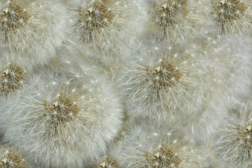 Obraz premium White fluffy shiny dandelion flowers isolated close-up. Macro .Beautiful summer (spring) natural floral texture, background. Wallpaper