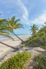 Fototapeta na wymiar Rich beach vegetation in Itacare at the Bahia