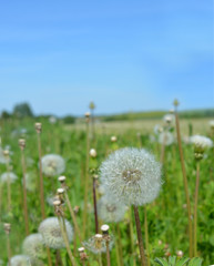 vertical natural summer (spring) landscape, white fluffy dandelions on a meadow with green grass and blue sky sunny day, bright colorful nature, image of summer ease and carefree