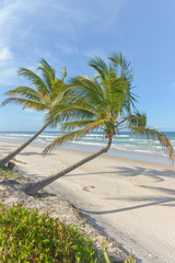 Rich beach vegetation in Itacare at the Bahia