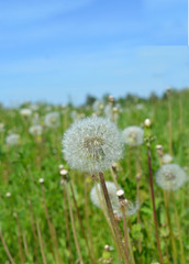 vertical natural summer (spring) landscape, white fluffy dandelions on a meadow with green grass and blue sky sunny day, bright colorful nature, image of summer ease and carefree