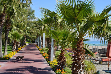 Obraz premium palm alley near the sea and walking cat at tropical resort