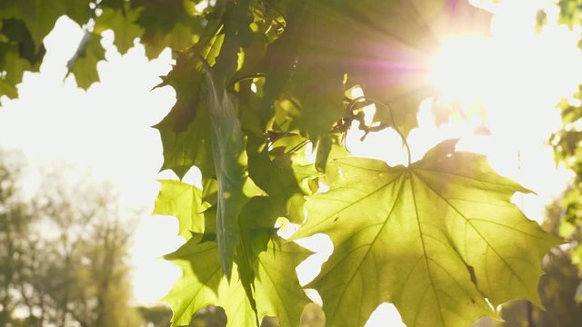 Mable tree leaf with sunlight