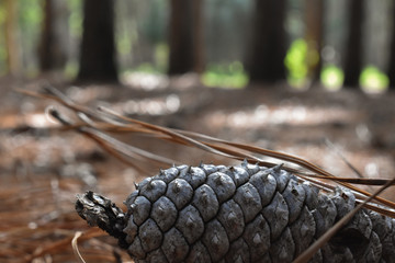 Obraz premium Pinecone on the forest floor