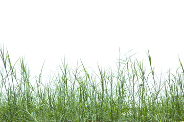 Fototapeta premium Grass isolated on white background.
